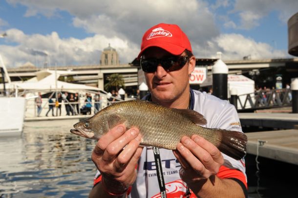 Barramundi caught in Sydney Harbour